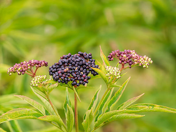 Elderflower in summer, Sambucus