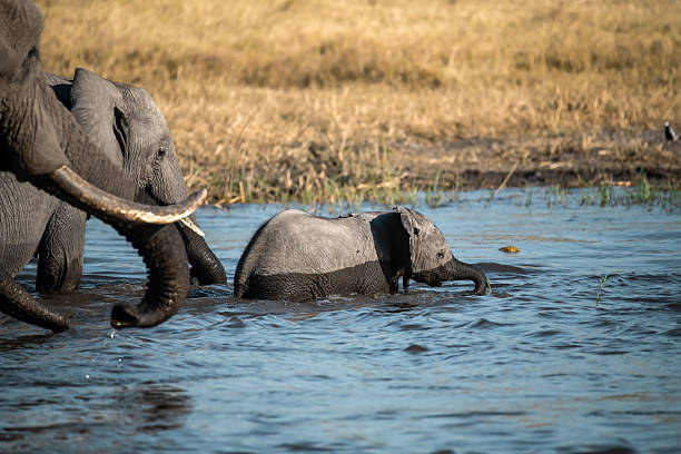 A tender moment in the African savanna: an elephant family walking side by side while the calf follows closely under the gentle protection of its mother. A powerful symbol of love, unity, and the strength of family in the wild.