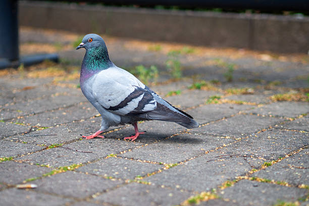 istock Urban Pigeon Walking on Paved Ground with Seeds 2229916443