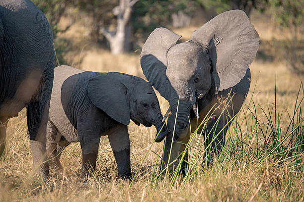 istock Elephant Family with Calf 2229916466