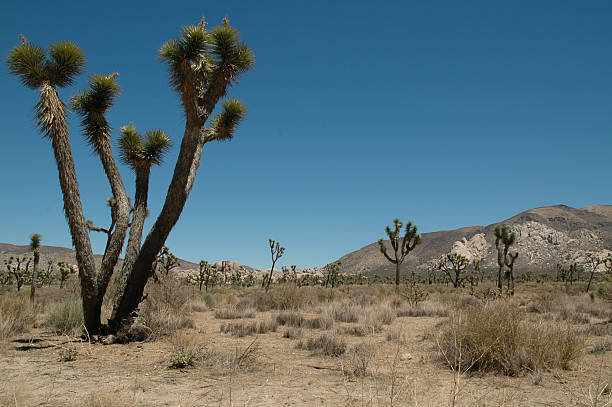 istock A wide panoramic view of multiple Joshua trees 2229917146