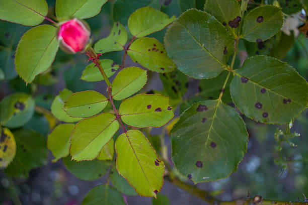 The rose's thorns are dangerous and can injure and bleed, so care must be taken.