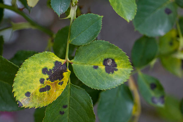 istock Rose leaves affected by black spot. 2229917539