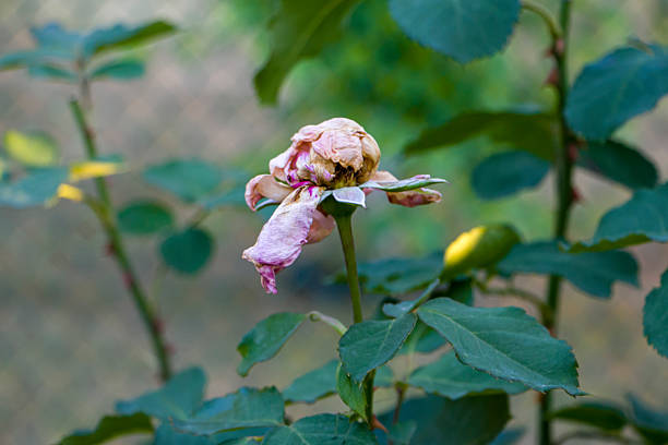 Withered pink rose in the garden. Withered flowers.\nWithered rose with faded petals, lost color and elasticity.
