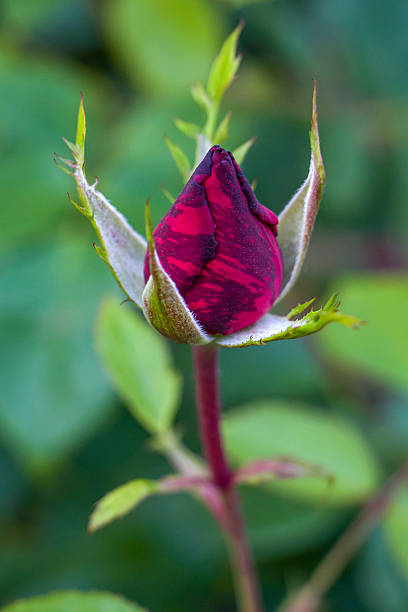 istock Rose variety 
