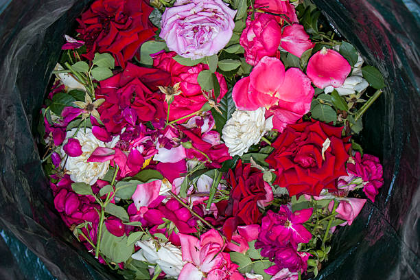 Pruning roses after flowering. Pruning roses of different colors. Whole buds and individual petals on stems and leaves. Seasonal garden cleaning or preparation for composting.