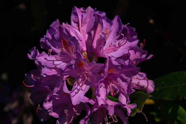 Fluffy and round like a ball, the purple rhododendron basks in the sunlight, attracting the gaze of people and the attention of insects.