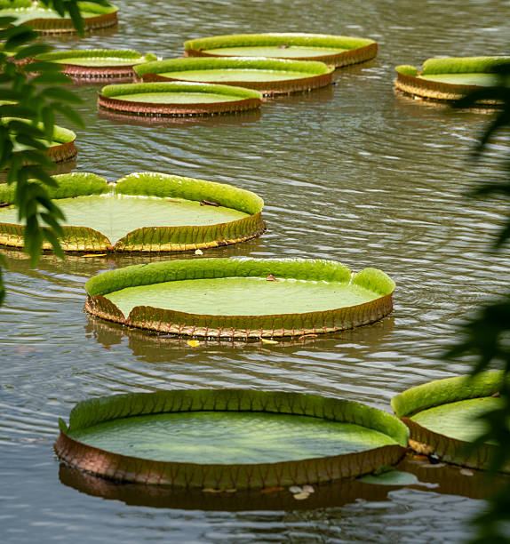 istock Giant Water Lilies Floating on a Pond 2229917765