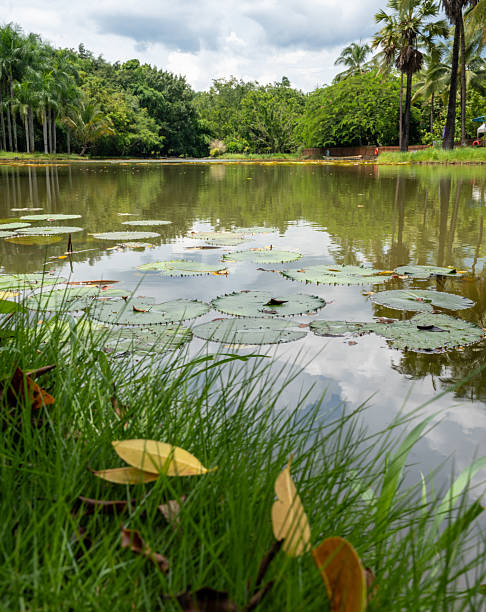 A serene and beautiful landscape photograph featuring a tranquil lake in a tropical setting. The foreground is dominated by a vibrant green grassy bank, partially shaded by unseen trees, leading to the water's edge. Lily pads float on the calm surface of the lake, which reflects the overcast sky and the surrounding lush vegetation. The background is a dense forest of various tropical trees, including a line of tall palm trees on the right bank. The natural light suggests a peaceful, cloudy day, ideal for a nature-themed design, travel and tourism content, or a peaceful background.