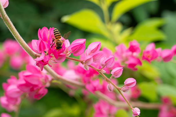 A close-up, horizontal photograph focusing on a delicate branch of the Coral Vine (Antigonon leptopus). The vine is adorned with clusters of vibrant, small pink flowers and unopened buds. The flowers are in various stages of bloom, showcasing their detailed structure. The background is a soft blur of lush green leaves, which provides a beautiful contrast and makes the pink flowers stand out. The natural light highlights the freshness and vitality of the plant. This image is perfect for themes of nature, botany, gardening, and floral beauty, and would be suitable for blogs, magazines, or as a decorative piece.