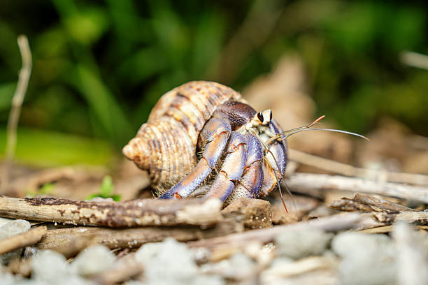 Blue colored hermit crab on a sandy beach with background foliage on the island of Okinawa Japan