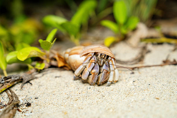 istock Hermit crab on a sandy beach with background foliage 2229918035