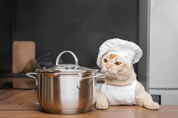 istock Burmese cat dressed as a chef with a saucepan in the kitchen. 2229918053