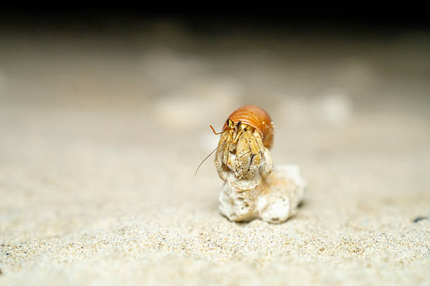 Small Brown hermit crab on a rock on a sandy beach in Okinawa  Japan