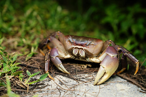 Crab on a rocky beach in Okinawa Jaapan