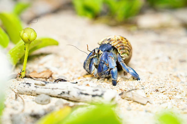 White-shelled hermit crab crawling on fingers isolated. Pet hermit crab playing in the sun. Graphic Resources. Animal Themes. Animal Closeup. 4K Video Resolution 30 Fps