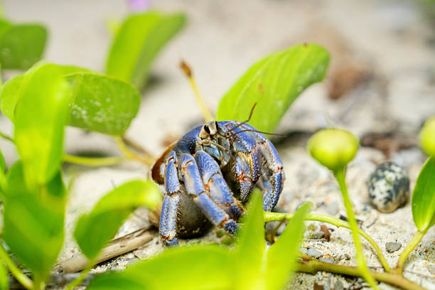 Blue colored hermit crab on a sandy beach with background foliage on the island of Okinawa Japan