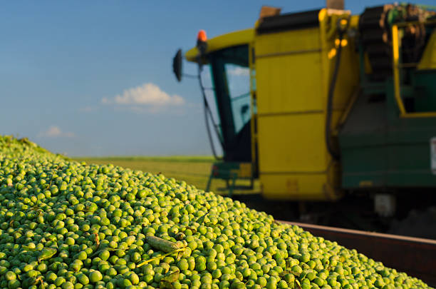 Combine harvester harvesting green peas on a sunny summer day.