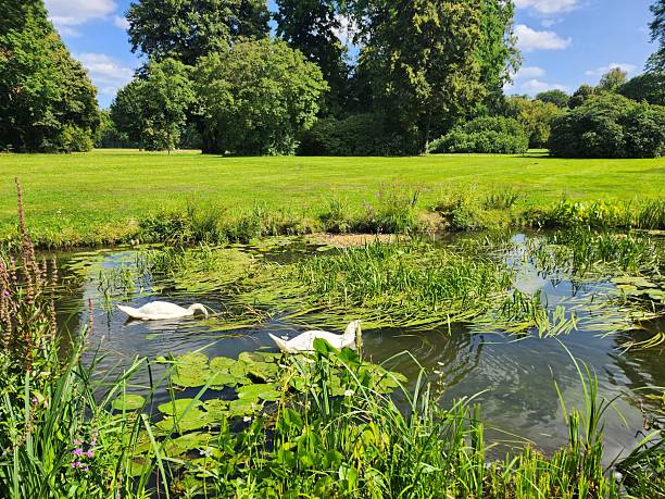 istock Two swans are swimming on the river. 2229922149