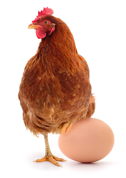 istock Brown laying hen with egg isolated on white background 2229922151