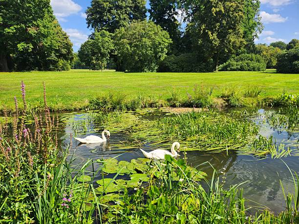istock Two swans swim along the river. 2229922163