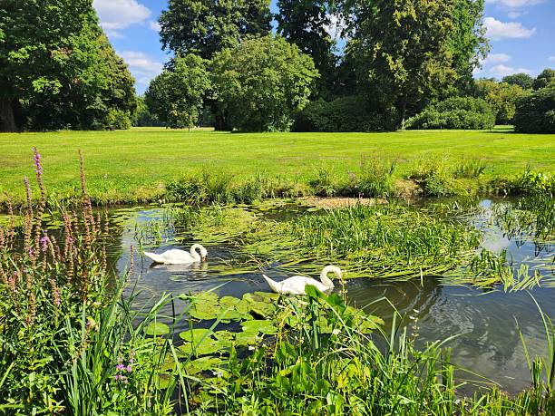 istock Two swans swim along the river. 2229922164