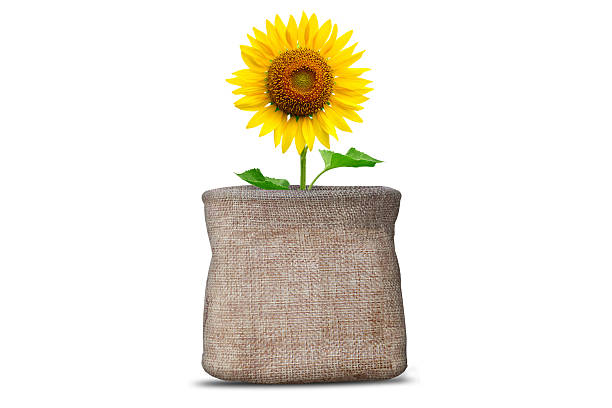 Sunflower in the gunny sack isolated on white background.