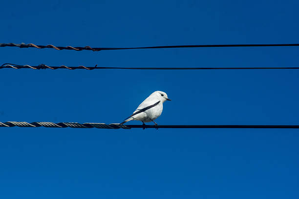 White bird sitting on electric wire with blue sky in the background.