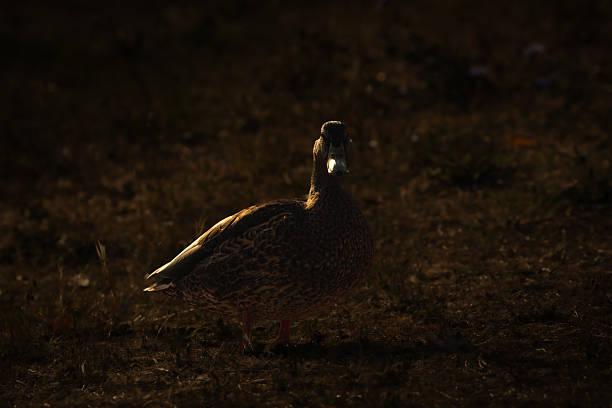 waterbird