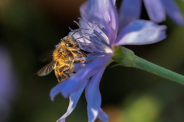 istock bee pollinating a wild chicory flower in the morning light 2229924858