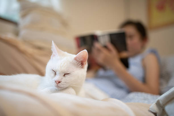 istock A relaxing cat and its owner reading 2229925105