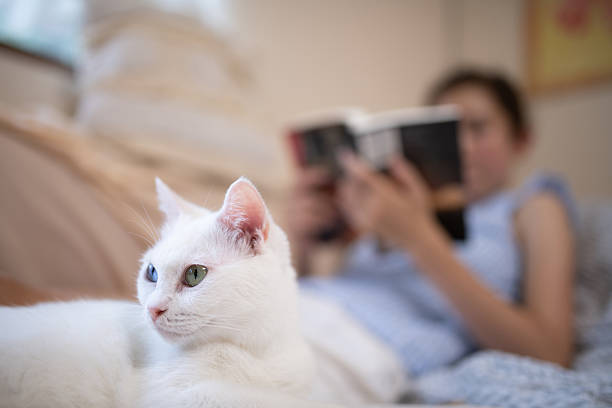 istock A relaxing cat and its owner reading 2229925109