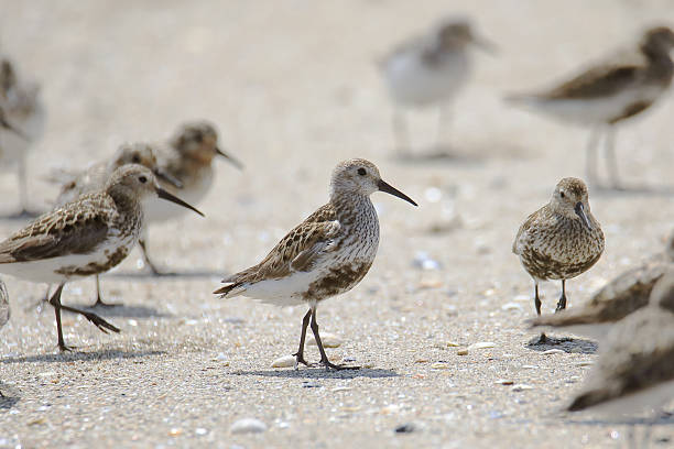 istock Group of wild sandpipers 2229925654