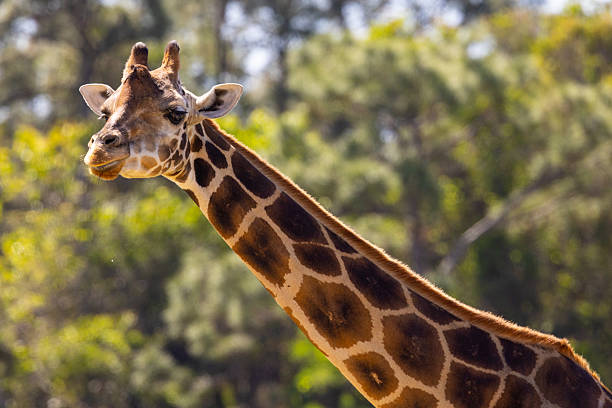 Young giraffe with short neck and golden fur