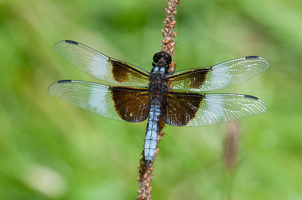istock Widow Skimmer dragonfly perched above green background 2229928017
