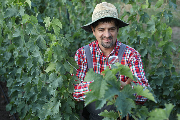 Senior Man In Work Overalls And Hat Inspecting Vineyard With Magnifying Glass, Closely Examining Grapevines And Leaves Under Bright Daylight, Representing Careful Agricultural Work And Crop Monitoring.