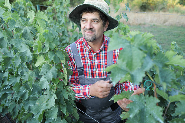Senior Man In Work Overalls And Hat Inspecting Vineyard With Magnifying Glass, Closely Examining Grapevines And Leaves Under Bright Daylight, Representing Careful Agricultural Work And Crop Monitoring.