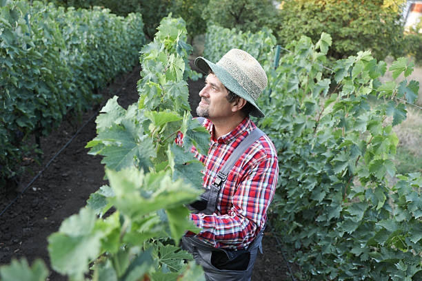 Senior Man In Work Overalls And Hat Inspecting Vineyard With Magnifying Glass, Closely Examining Grapevines And Leaves Under Bright Daylight, Representing Careful Agricultural Work And Crop Monitoring.