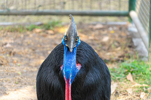 A close-up photograph of a cassowary in Indonesia, showing its distinctive casque, vivid blue head, and striking features.
