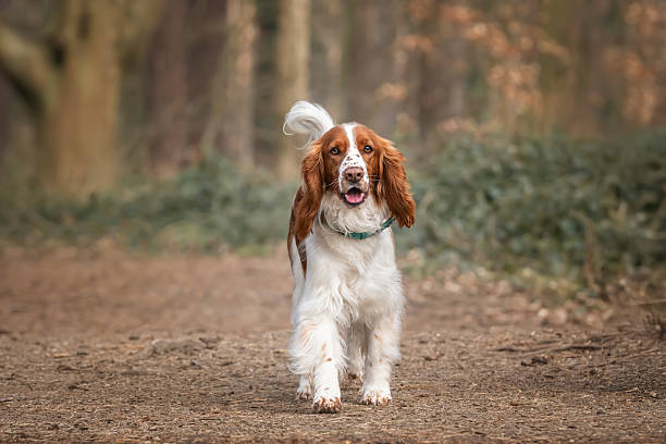 istock Welsh Springer Spaniel in Virginia Water in Windsor Great Park in Berkshire with tail swishing looking head on to the camera 2229930247
