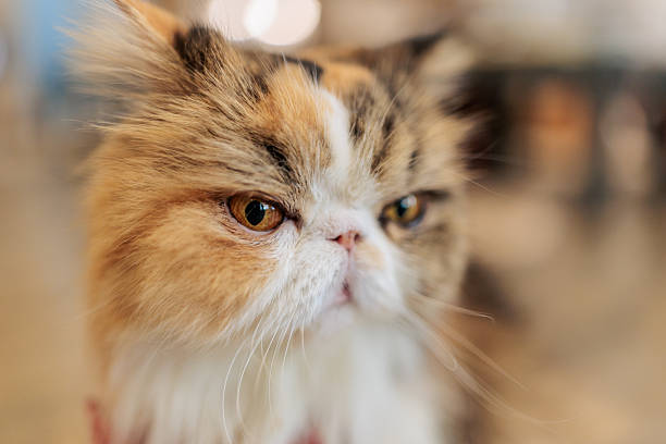 Adorable calico Persian cat looking away from the camera with intense amber eyes, showing a serious and expressive facial expression