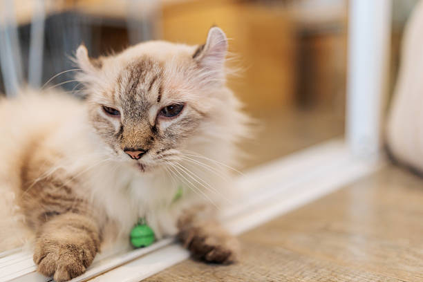 A cute cat lying down and relaxing