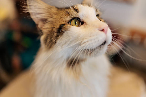Close-up of a beautiful Maine Coon cat gazing upwards with bright green eyes, showing its long fur and distinctive facial features.
