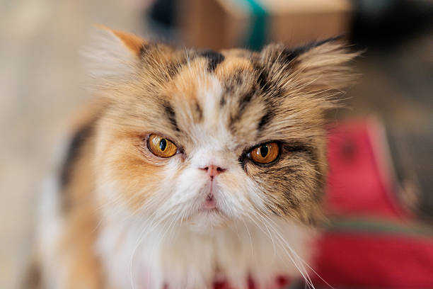 Adorable calico Persian cat staring directly at the camera with intense amber eyes, showing a serious and expressive facial expression
