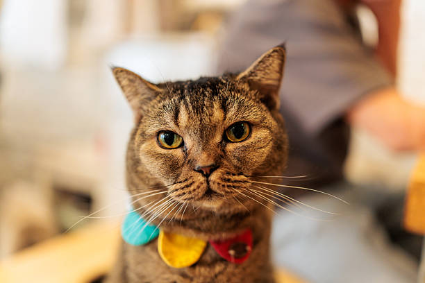 Cute tabby cat with distinctive striped coat lounging comfortably on a soft surface, enjoying a calm and cozy indoor moment.