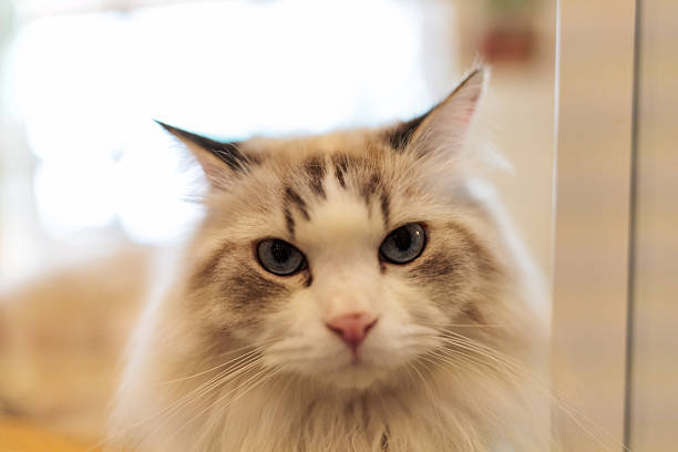 Close up of a cat with wide blue eyes.  Shallow DOF on the right eye.