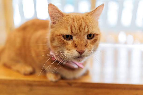 Friendly orange domestic shorthair cat with smooth coat resting comfortably in a cozy indoor setting, radiating warmth and charm.