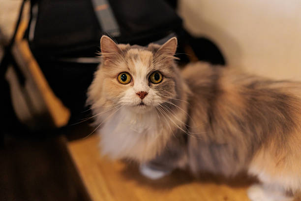 Persian cat white and gray sitting on concrete floor and look straight.alone emotion relax