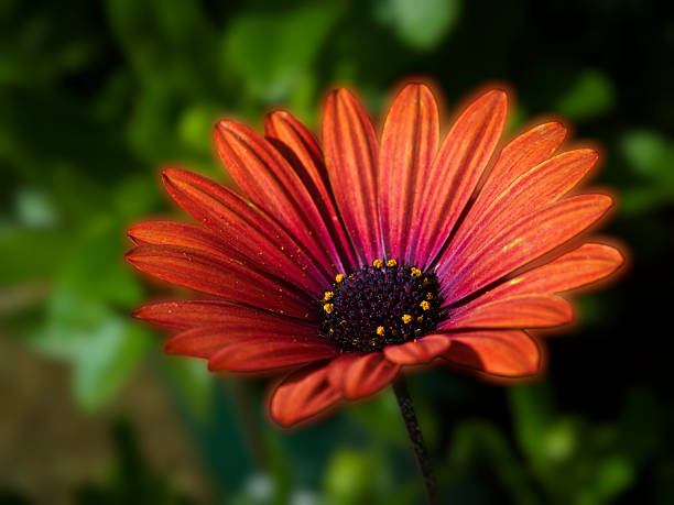 Osteospermum warm color system