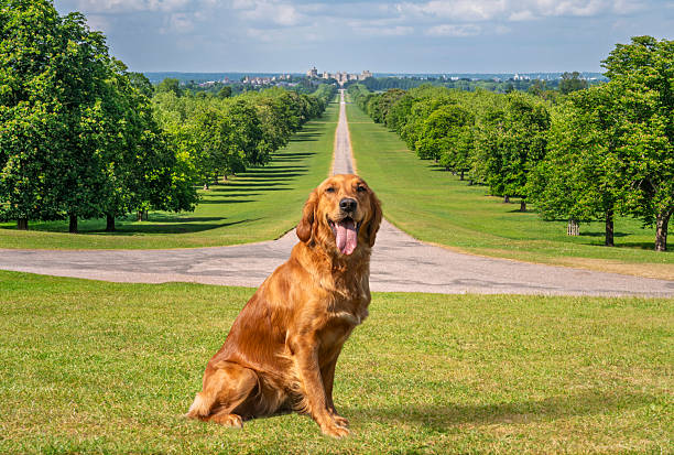 A golden retriever sitting on the Long Walk on a sunny day